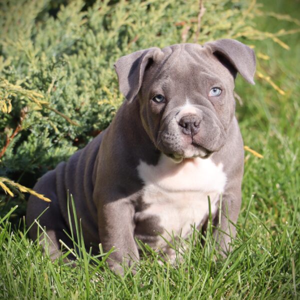 Diamond King Blue Panter