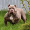 Diamond King Ledi Di