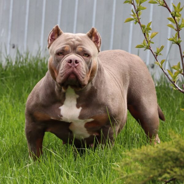Diamond King Ledi Di