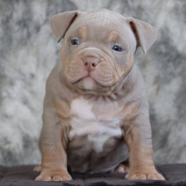Diamond King Mr Butch
