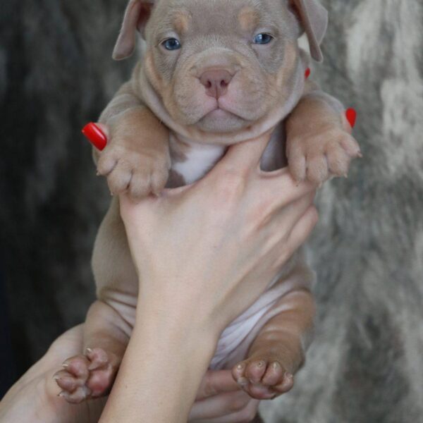 Diamond King Princess Leya