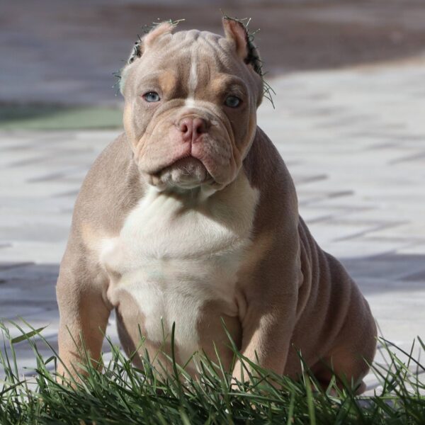 Diamond King John