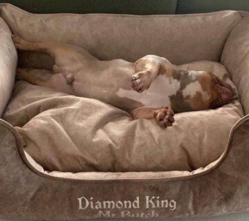 Отзывы - DIAMOND KING Отзывы владельцев щенков из питомника Diamond King