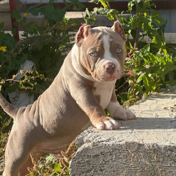 Diamond King Taddy Bear