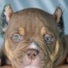 Diamond King Red Bull