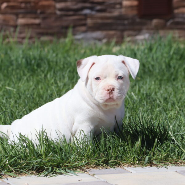 Diamond Kind Polar Bear