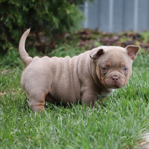 Diamond King Theia